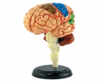4D VISION Модель Мозга Человека