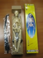 Edu Toys Анатомия человеческого скелета, SK046